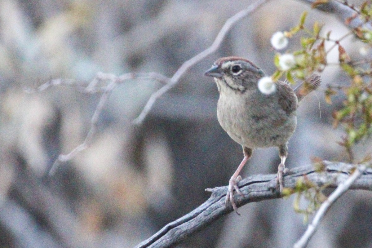 Rufous-crowned Sparrow - John Wilson