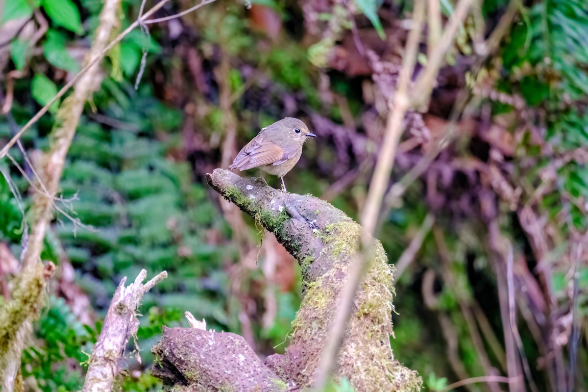 Slaty-backed Flycatcher - Nara Jayaraman