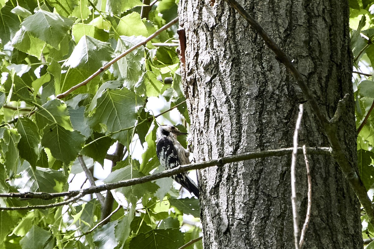 Lesser Spotted Woodpecker - Monika Kolodziej
