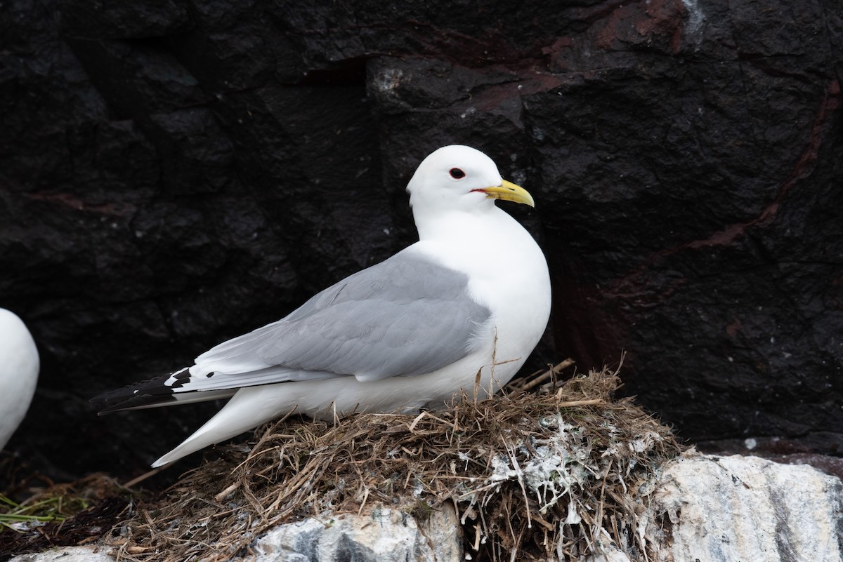 Black-legged Kittiwake - ML619289099