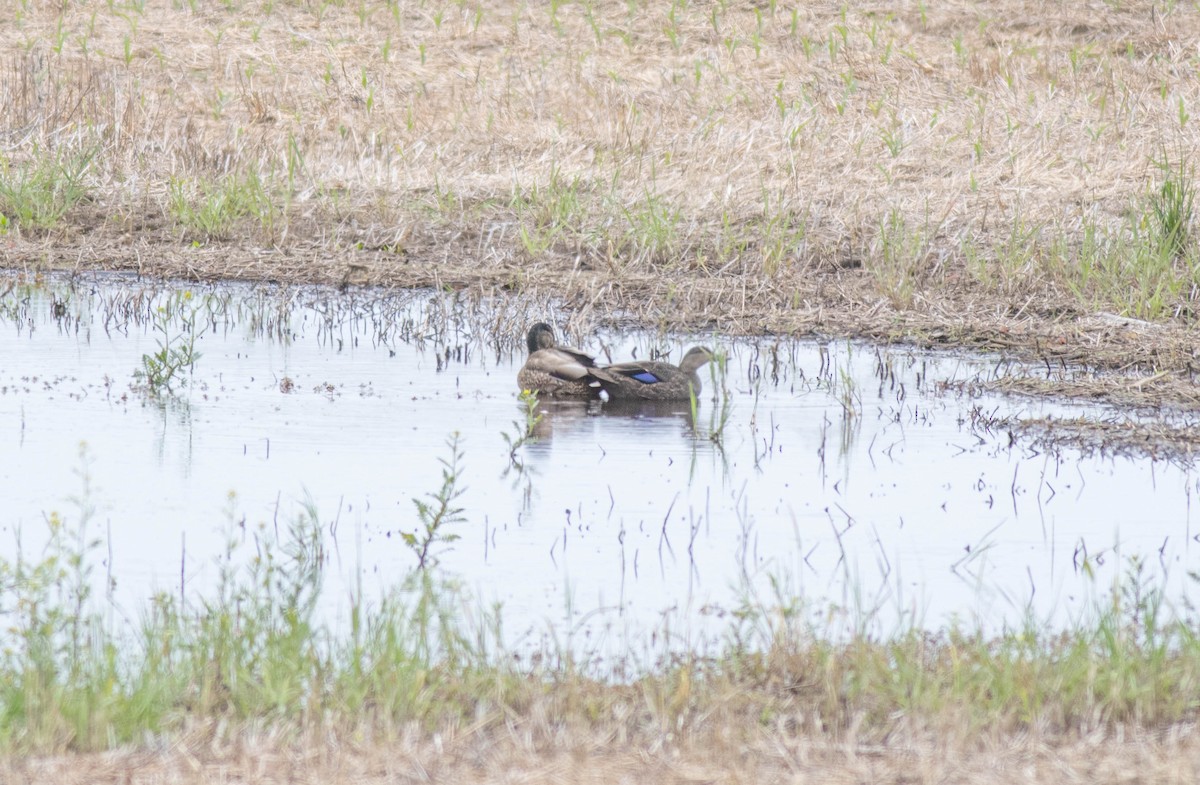 American Black Duck - ML619289100