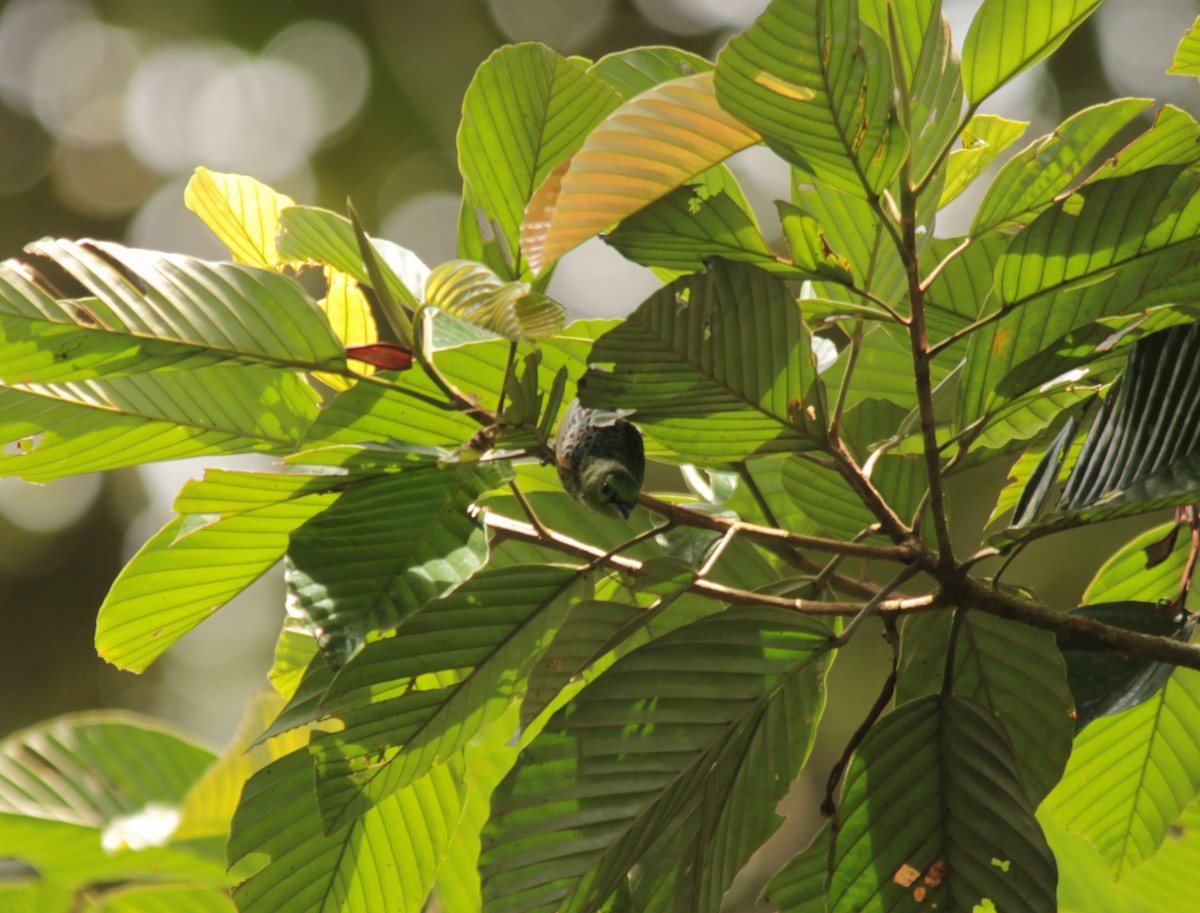 Yellow-bellied Tanager - ML619289101