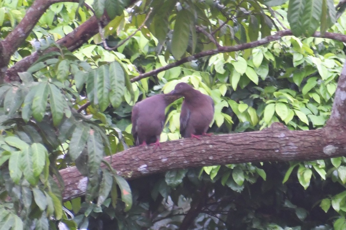 Plain Pigeon - Gabriel García