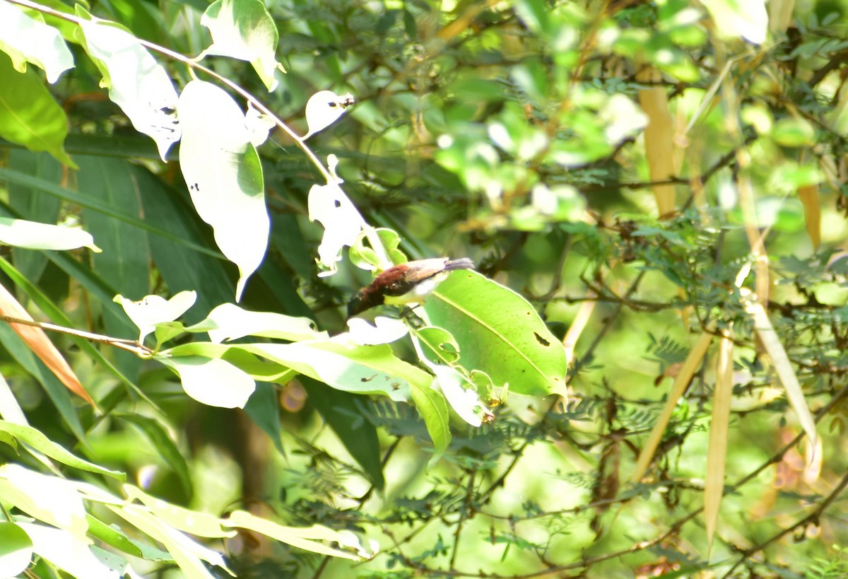 Purple-rumped Sunbird - ML619289105