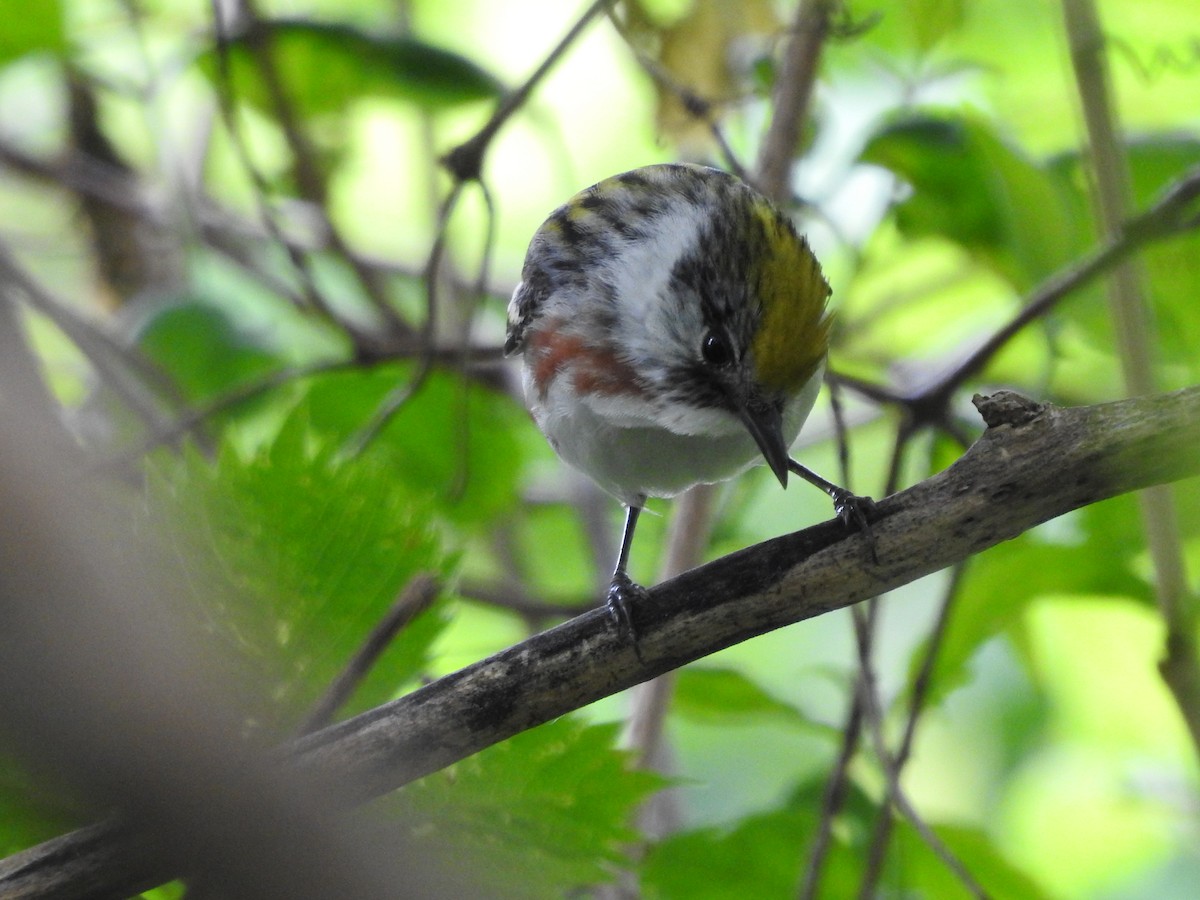 Chestnut-sided Warbler - Isaiah Craft