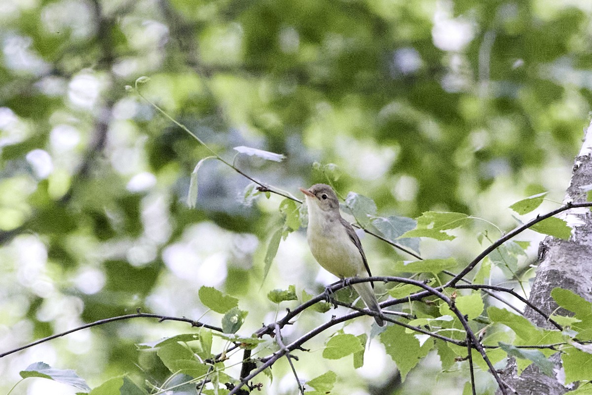 Icterine Warbler - Monika Kolodziej