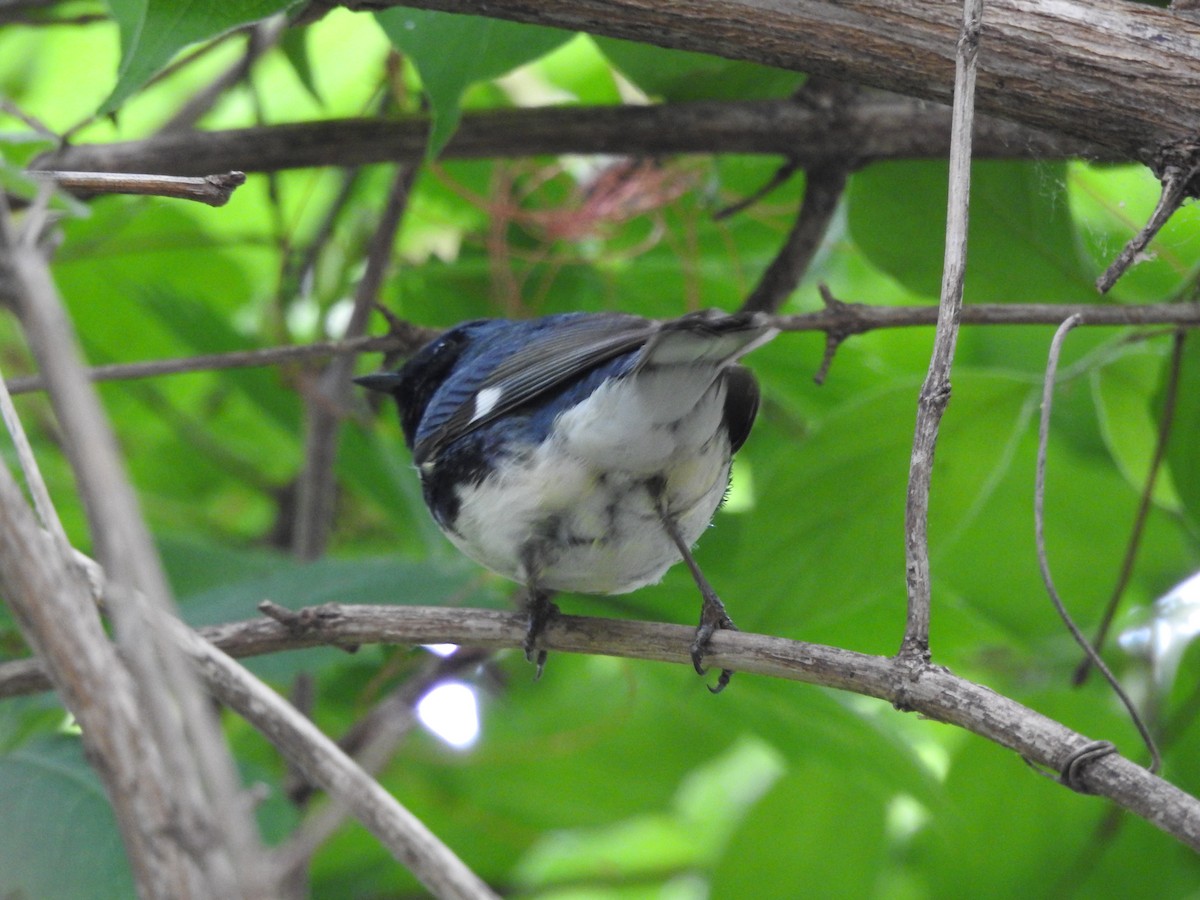 Black-throated Blue Warbler - Isaiah Craft