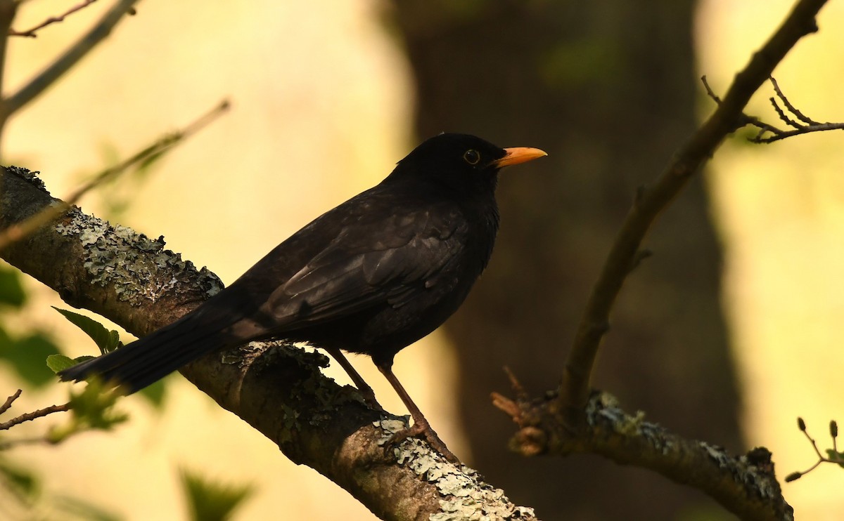 Eurasian Blackbird - Sunanda Vinayachandran