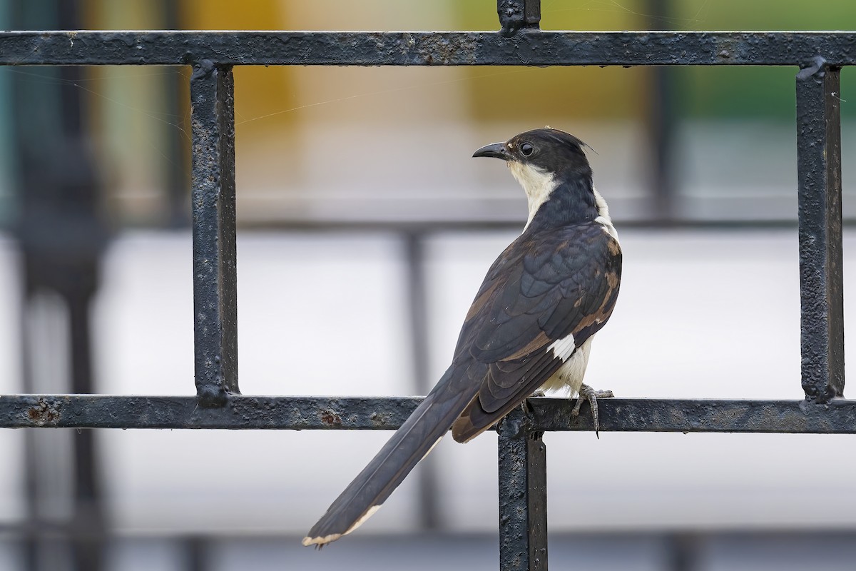 Pied Cuckoo - ML619289147