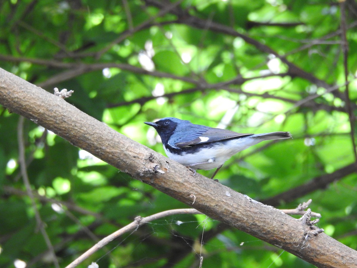 Black-throated Blue Warbler - Isaiah Craft