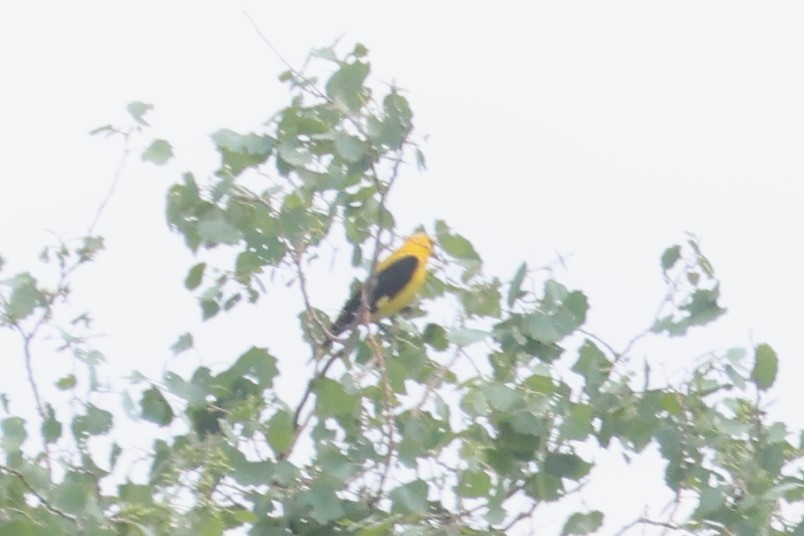 Eurasian Golden Oriole - Charley Hesse TROPICAL BIRDING