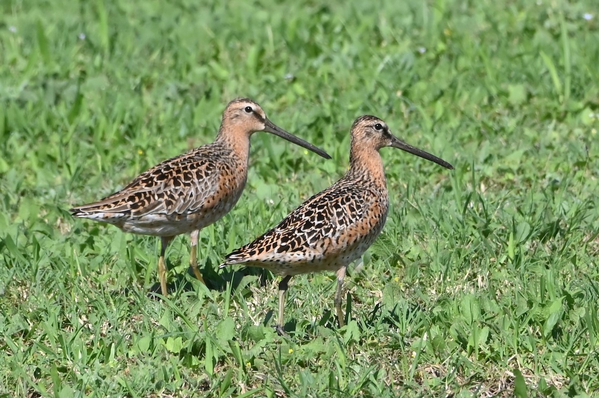 Short-billed Dowitcher - Jim Highberger