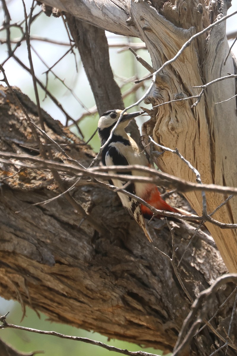 White-winged Woodpecker - Charley Hesse TROPICAL BIRDING