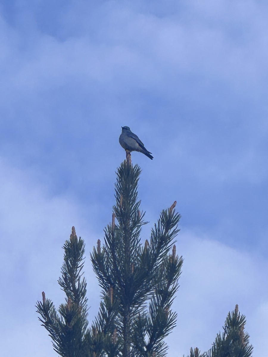 Mountain Bluebird - Troy Davis