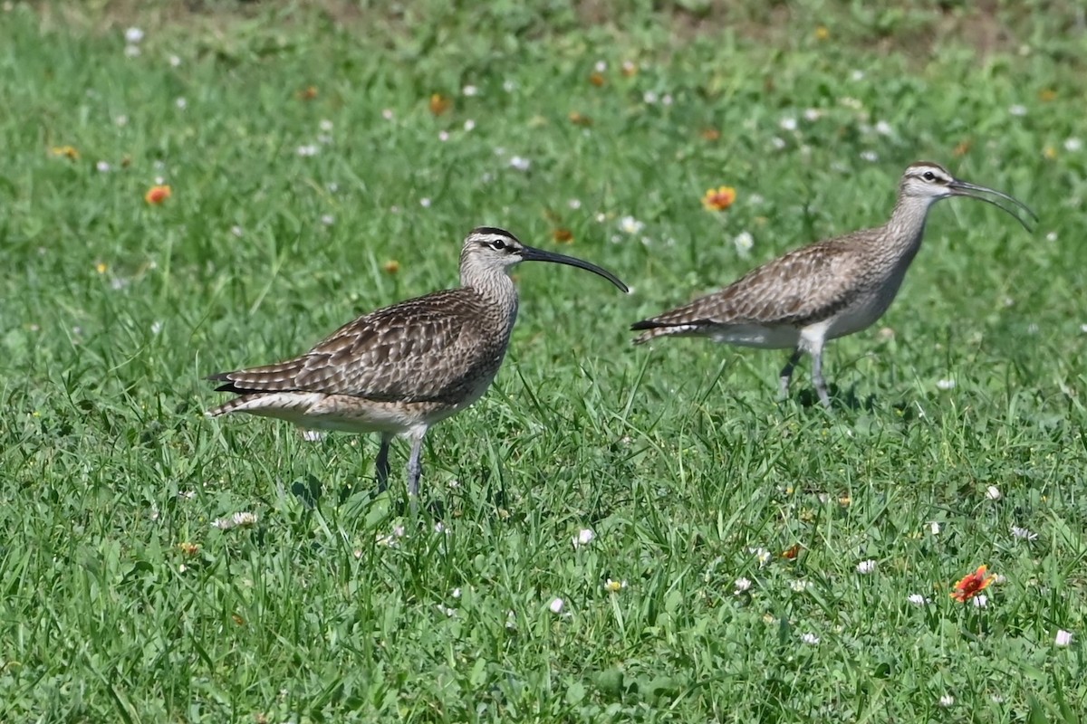 Whimbrel - Jim Highberger