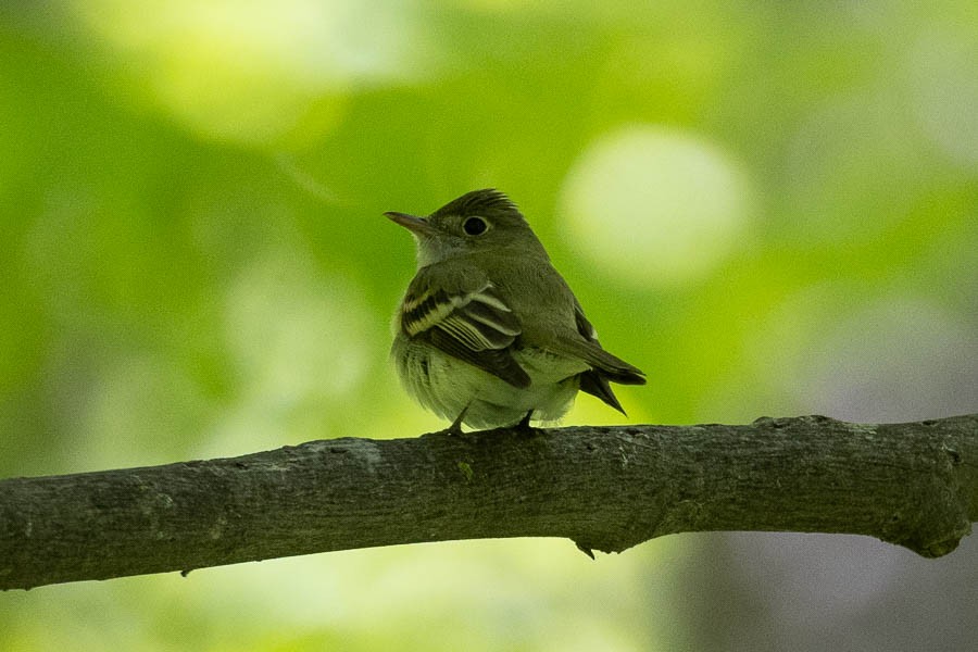 Acadian Flycatcher - Sandra Rosenhouse