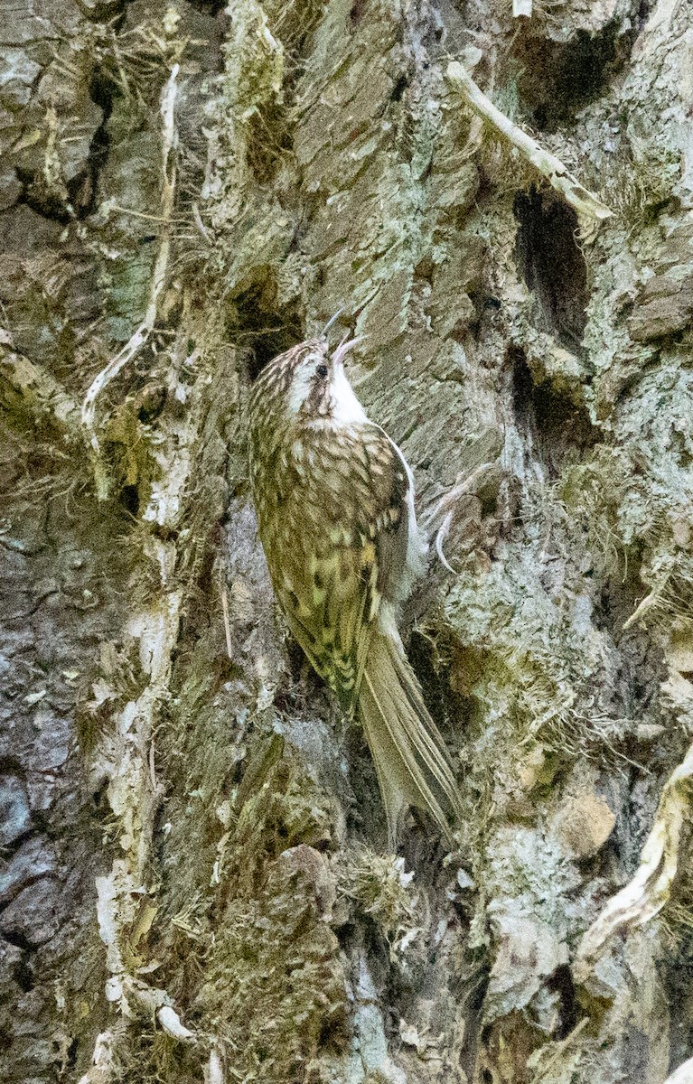 Eurasian Treecreeper - David Factor