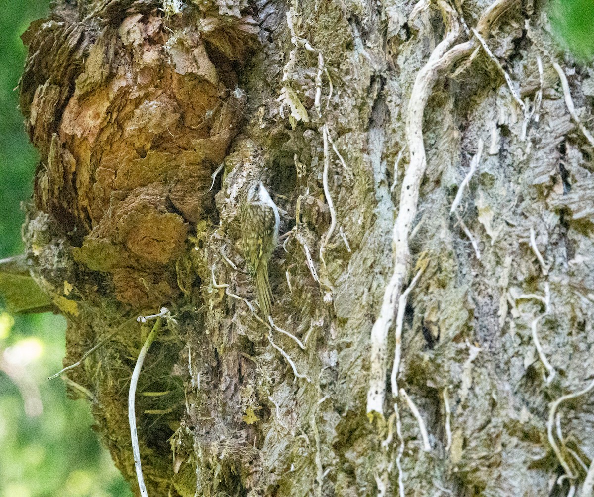 Eurasian Treecreeper - David Factor