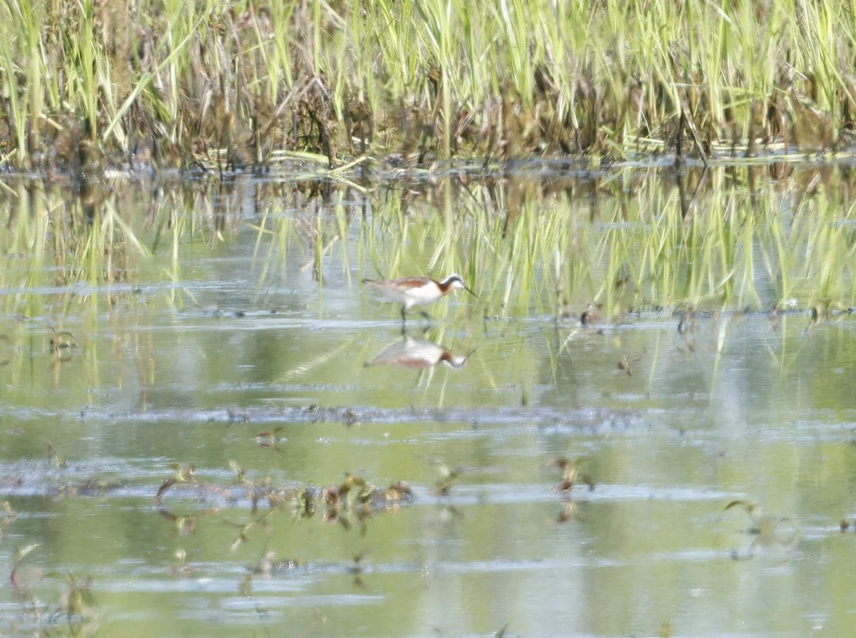 Phalarope de Wilson - ML619289190