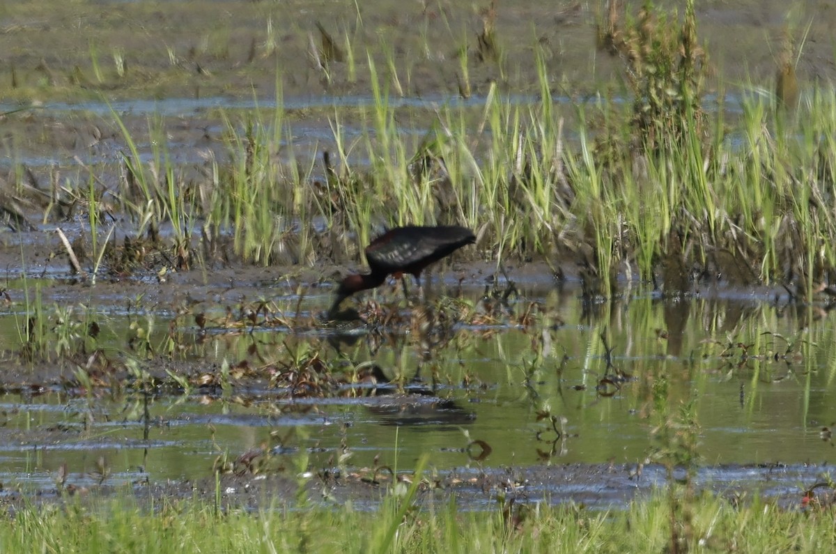 Glossy Ibis - ML619289200