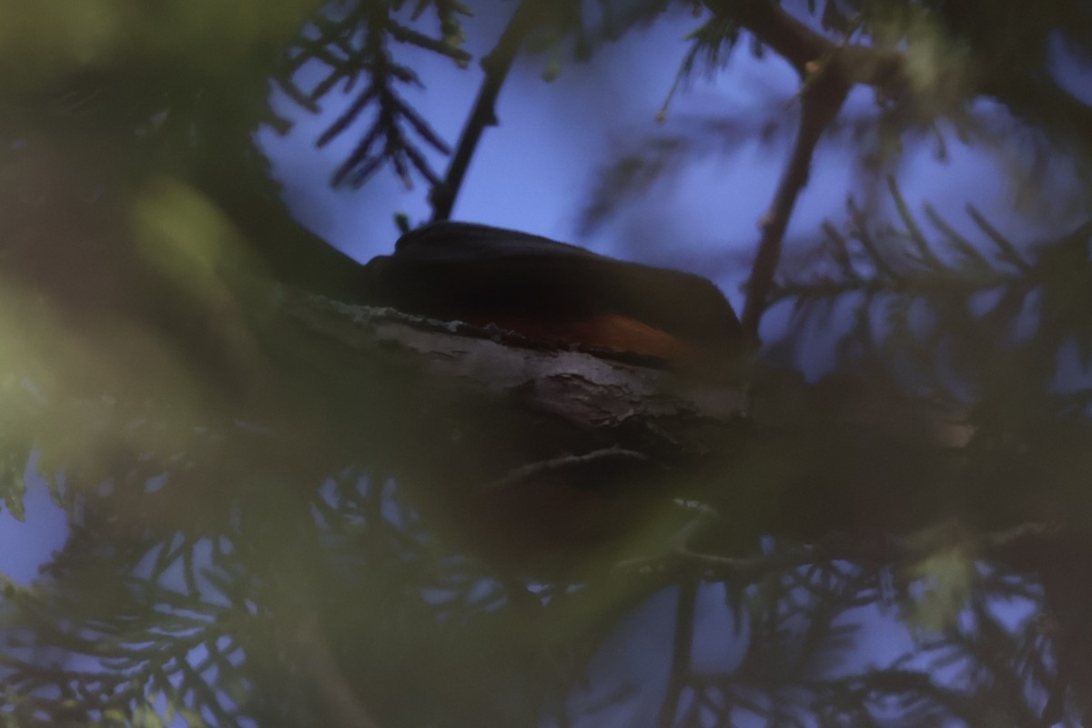 Orchard Oriole - ML619289221