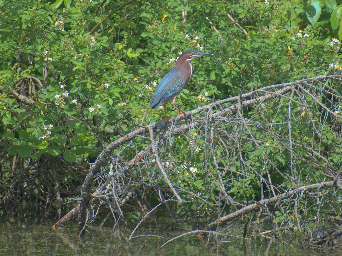 Green Heron - Dan Wyrostek