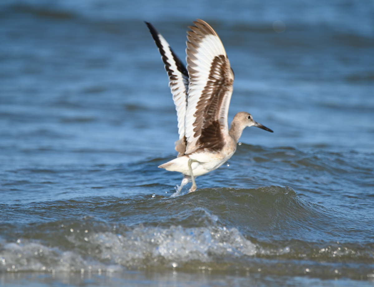 Willet - Heather Buttonow