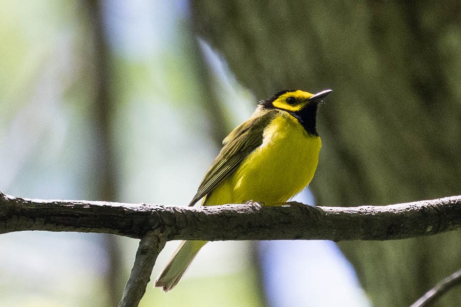 Hooded Warbler - Sandra Rosenhouse