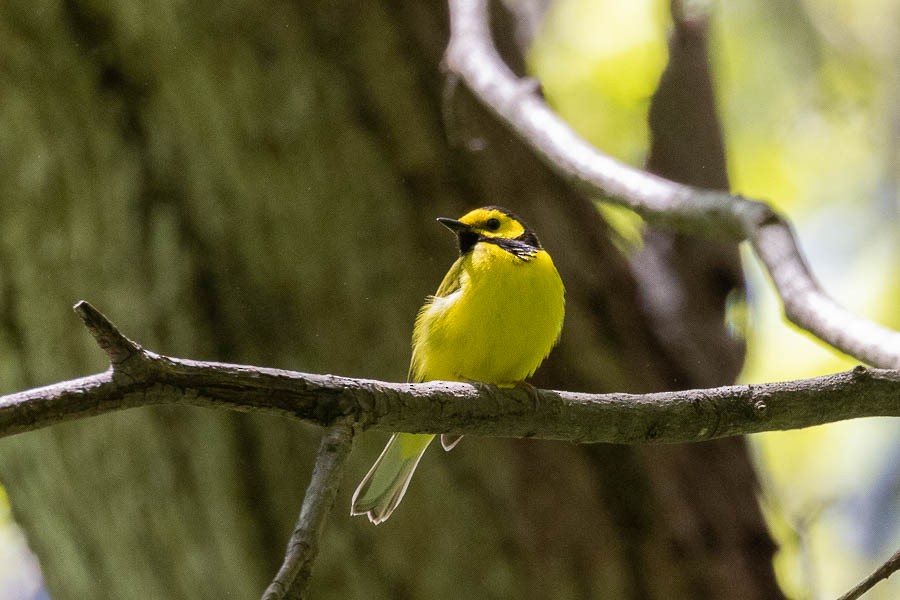 Hooded Warbler - Sandra Rosenhouse