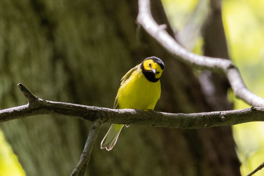 Hooded Warbler - Sandra Rosenhouse