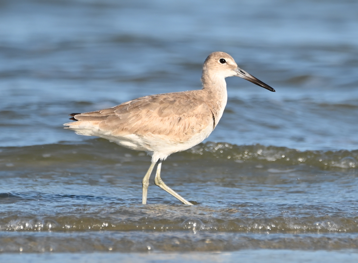 Willet - Heather Buttonow