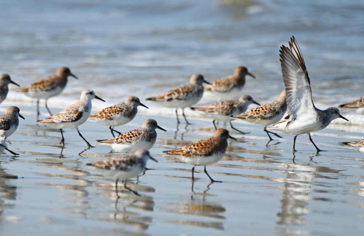 Sanderling - Heather Buttonow