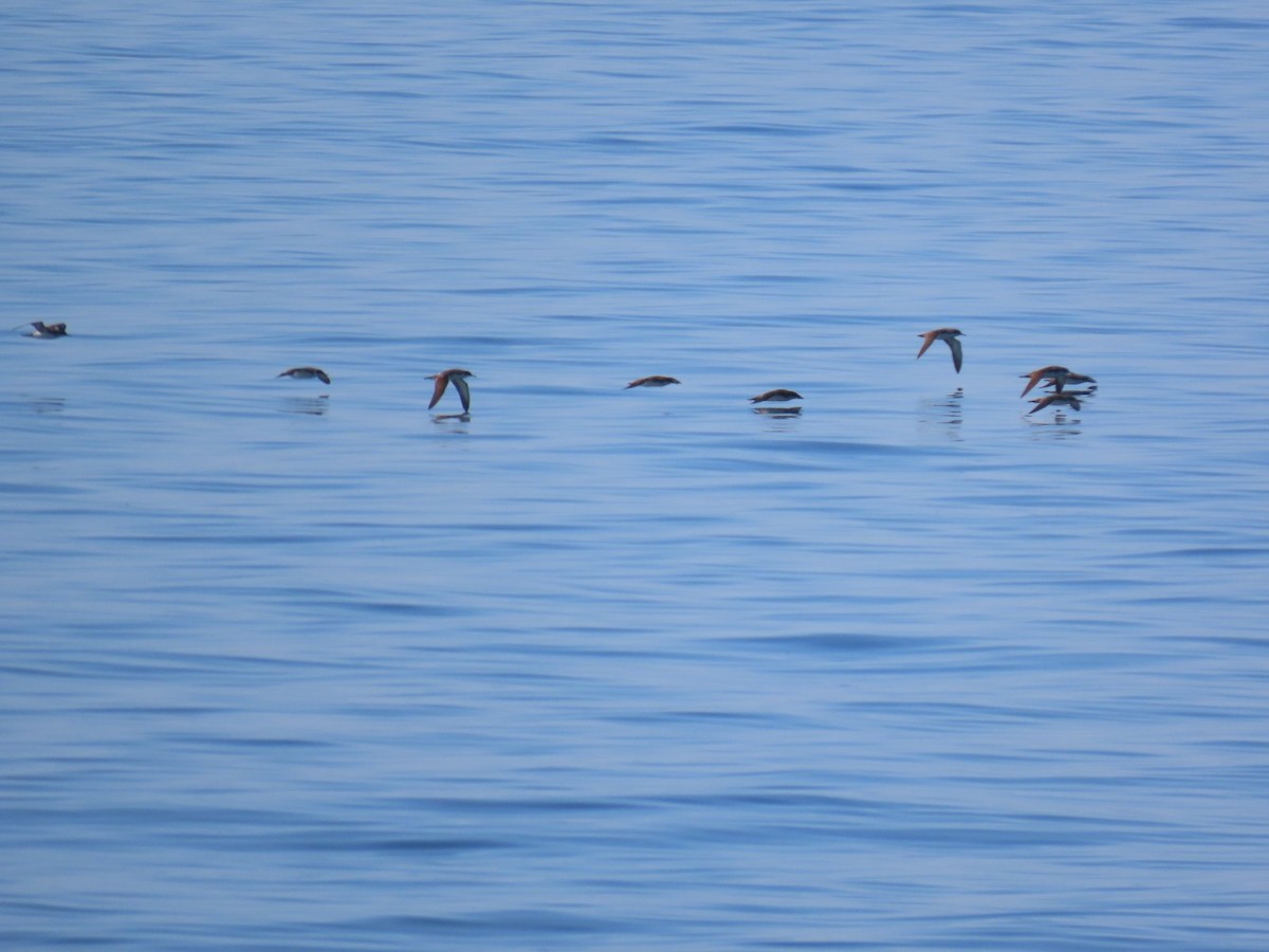 Yelkouan Shearwater - Vito Jovanović