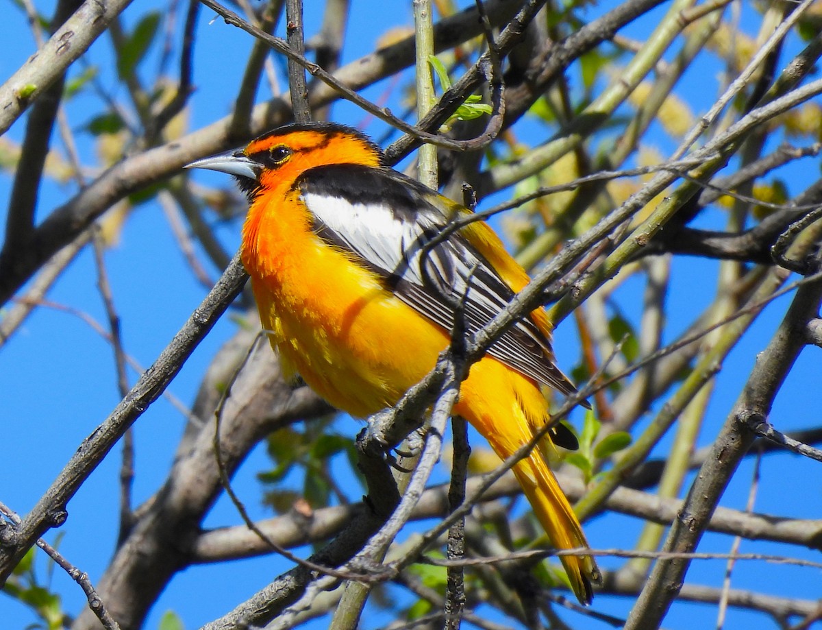 Bullock's Oriole - ML619289277