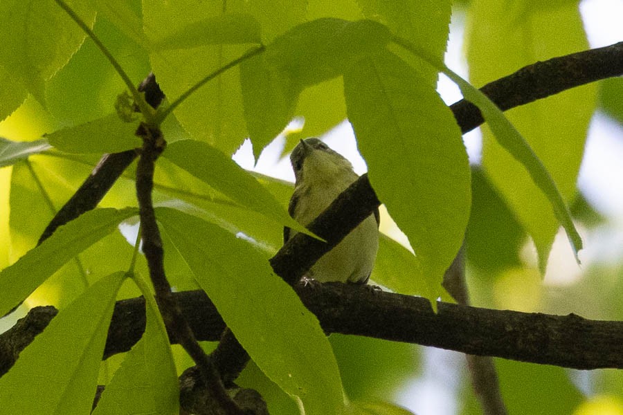 Cerulean Warbler - Sandra Rosenhouse