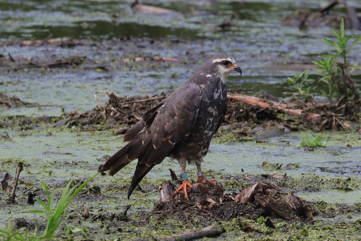 Snail Kite - Cathy McNeil