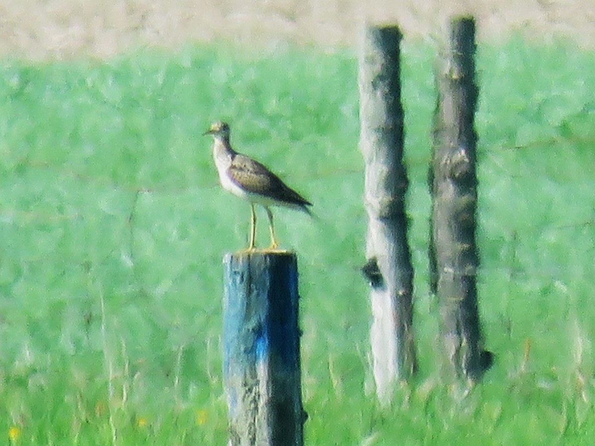 Upland Sandpiper - ML619289295