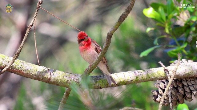 Common Rosefinch - ML619289296