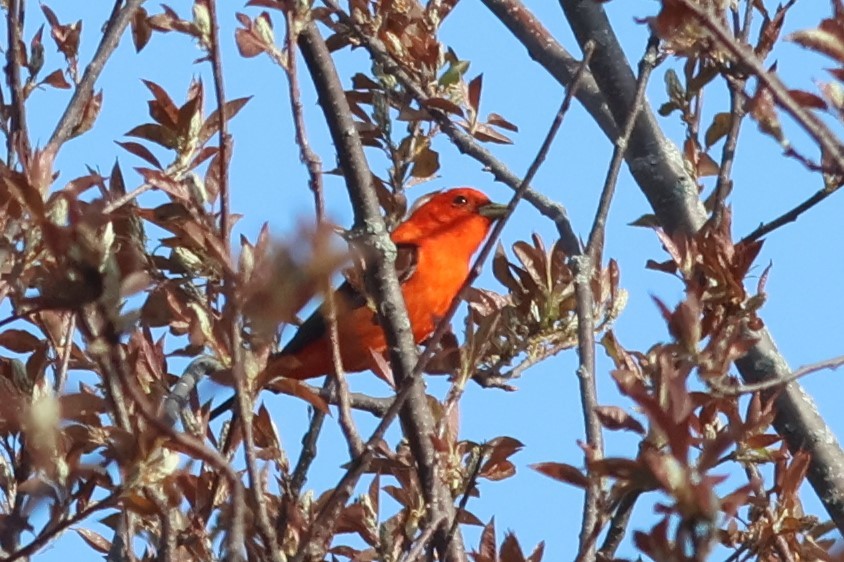 Scarlet Tanager - ML619289297