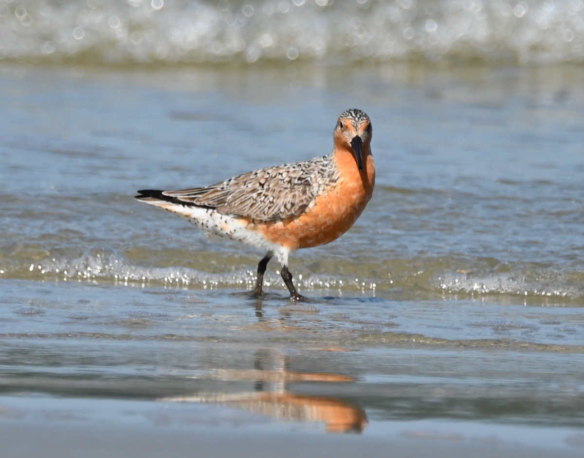 Red Knot - Heather Buttonow