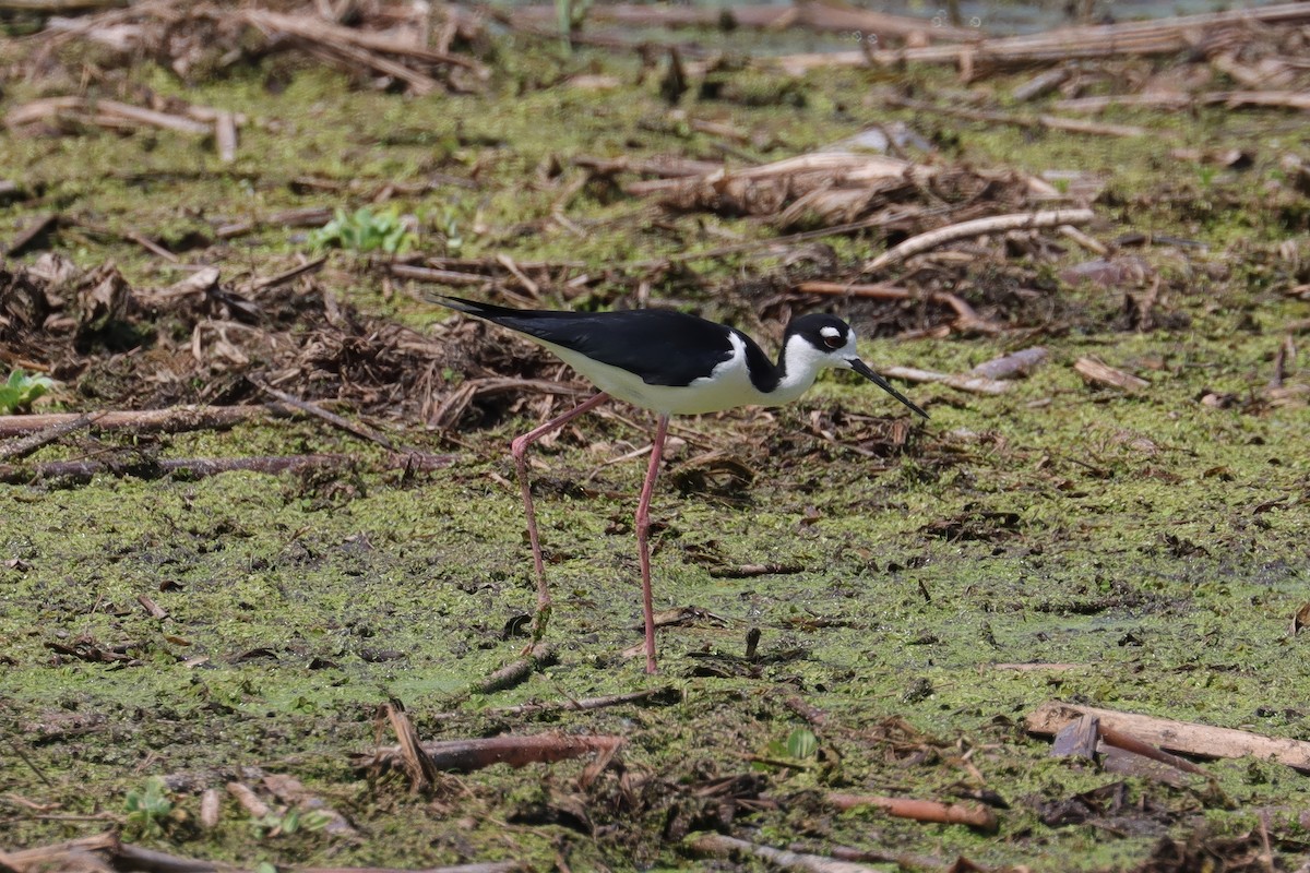 Black-necked Stilt - Cathy McNeil