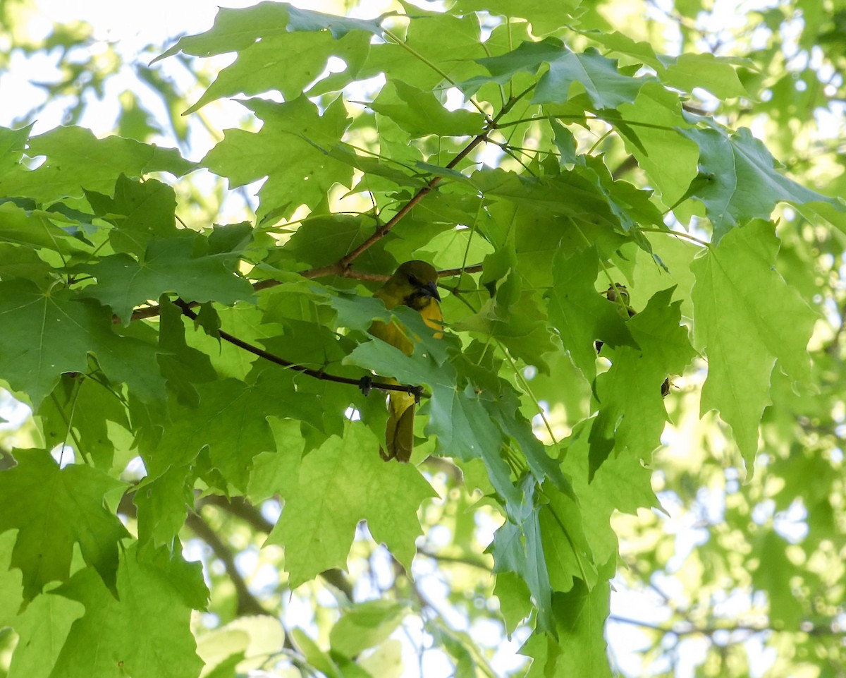 Orchard Oriole - Kathy L. Mock