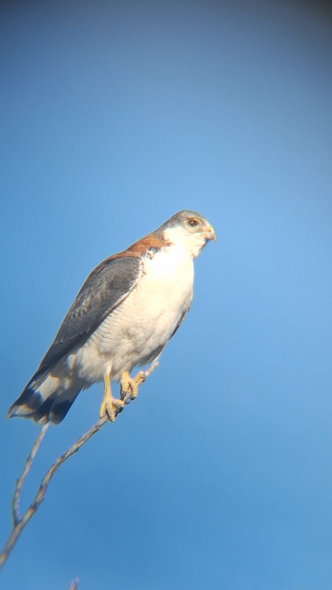 Variable Hawk - Maria Pia Valenzuela