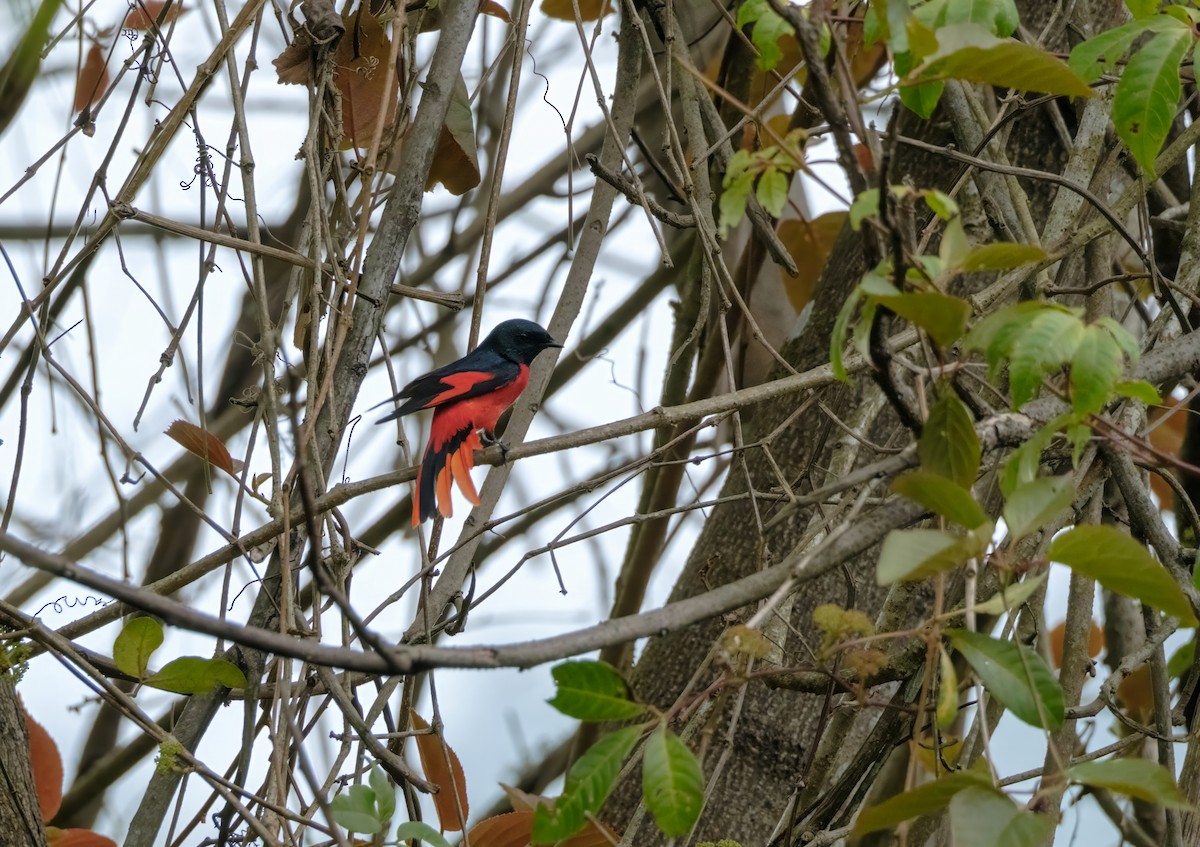 Long-tailed Minivet - Nara Jayaraman