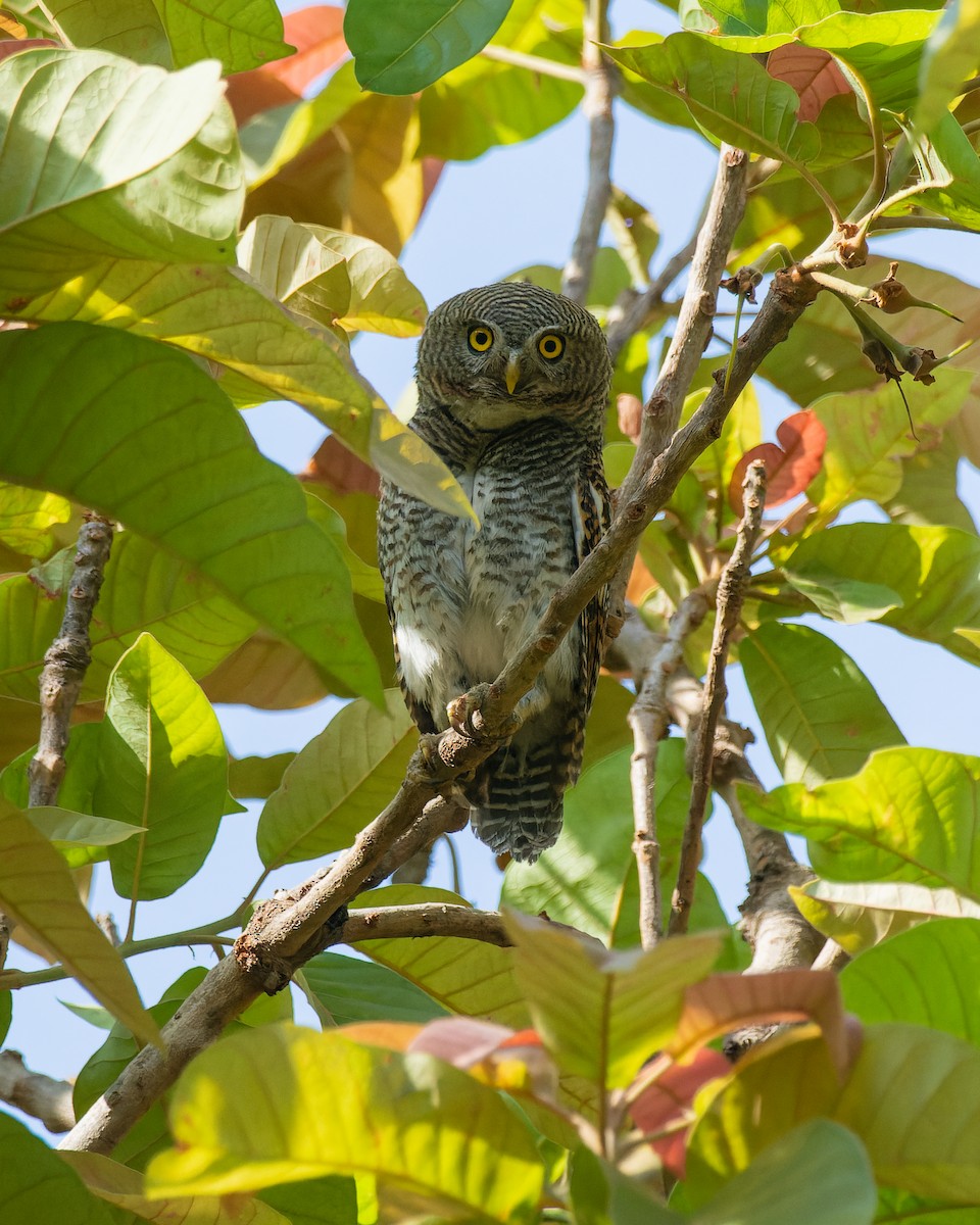 Jungle Owlet - Rajat Chordia