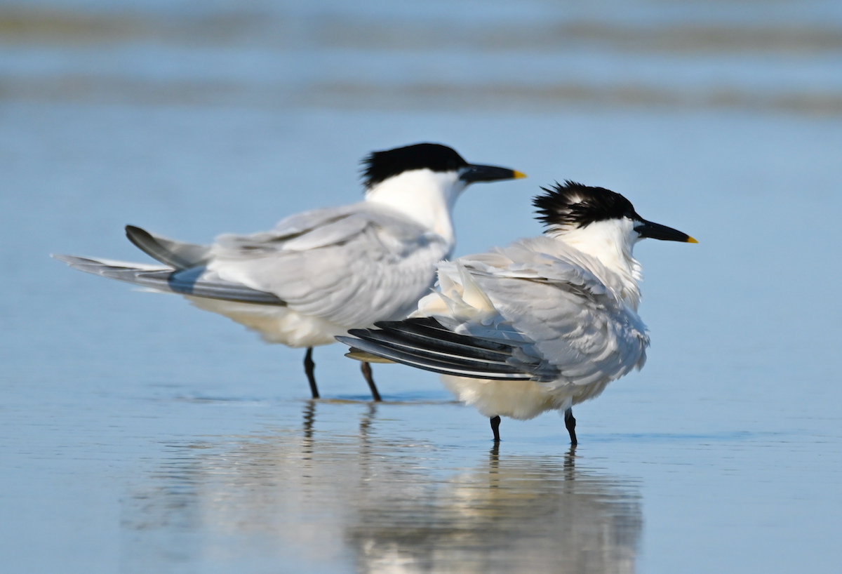 Sandwich Tern - Heather Buttonow