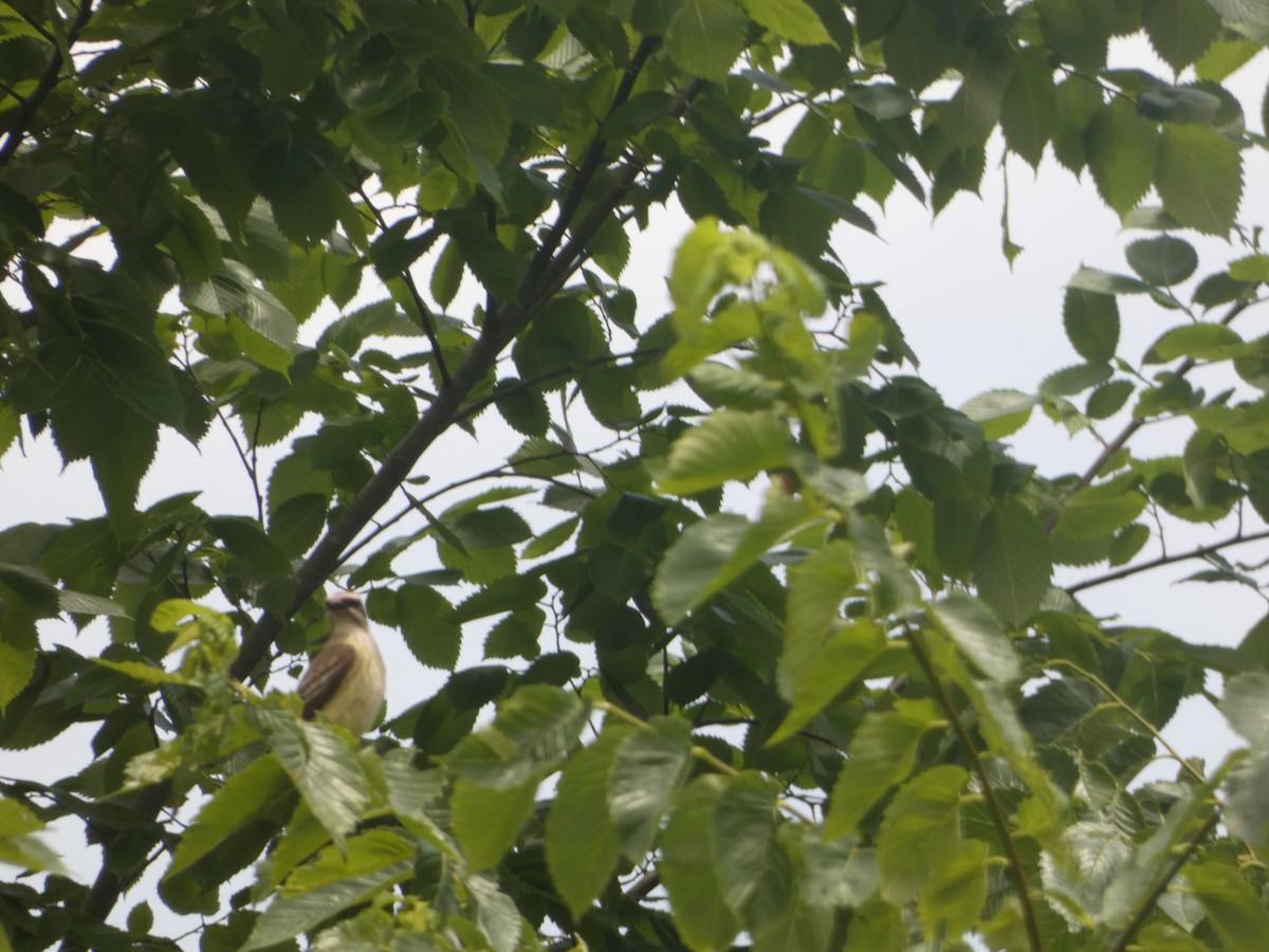 Piratic Flycatcher - Bruce Neville