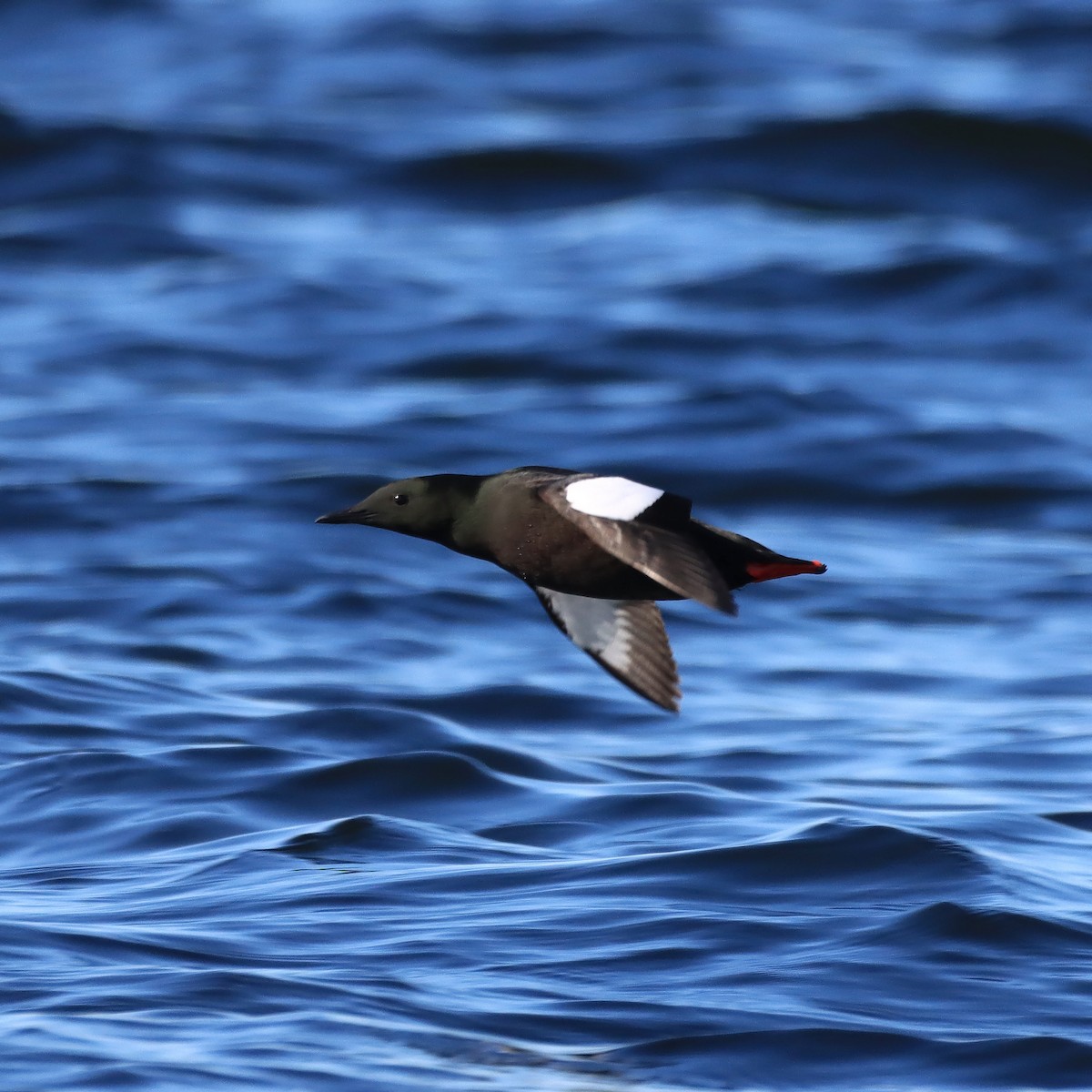 Black Guillemot - Rego Ostonen