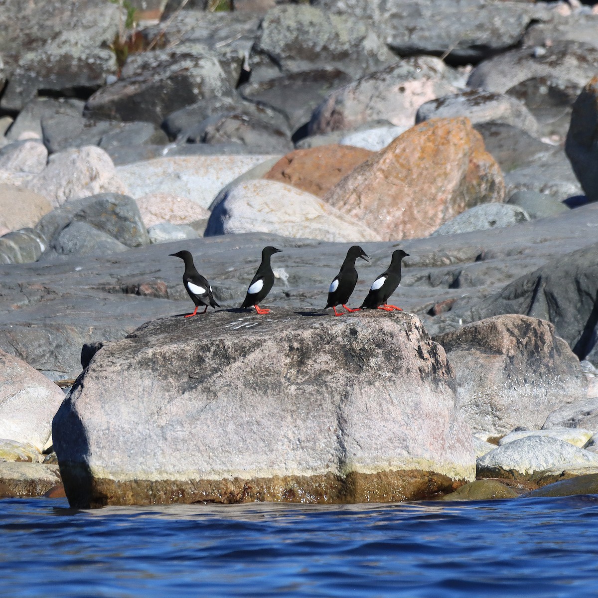 Black Guillemot - Rego Ostonen