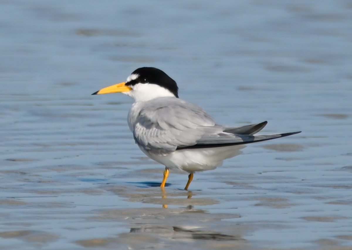 Least Tern - Heather Buttonow